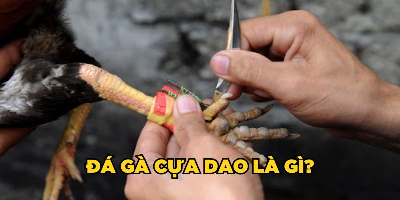 Đá gà cựa dao là gì 